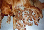 Laika und alle Welpen