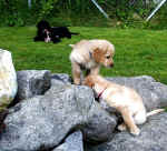 Bestimmt hat sich Mamas Tennisball zwischen den Felsen versteckt.