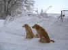 Wir sehen vor lauter Schnee garnicht mehr in unseren Hundegarten hinein.