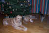 Warten aufs Christkind ...