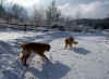 Juchhe - toben im Schnee!
