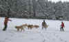 Sieben Hunde stieben durch den Schnee.