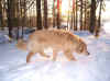 Schnuff-schnuff, wo sind die Rehe?