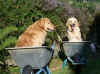 Herbst-Gartenarbeit