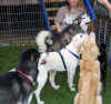 Wir sind die bravsten aller Hunde...