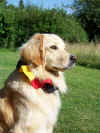 08-07-01-fanhund-e.jpg (152642 Byte)