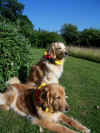 08-07-01-fanhunde-3.jpg (168834 Byte)