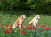 Tulpen darf man nur anschauen!
