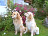 Dreamteam 2