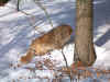 Im Schneewald