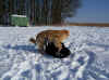 2010-02-16-schnee-hc-sam-08-e.jpg (204206 Byte)