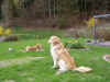 Gartengenuss - so ist es gut.