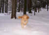 Snow-Runner