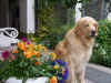 Blumenkind 1