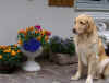 Blumenkind 2