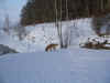 Viel Schnee - wenig Hund.