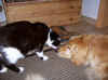 Lass uns schmusen!