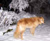 Winterzauber