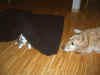 Mausi-Versteck