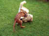... Boxer ...
