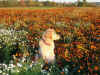 Im riesigen Tagetes-Feld