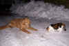 Schneefreunde