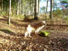 Laubrascheln wie im Herbst