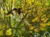 2014-04-21-mausi-klettert-3.jpg (208779 Byte)