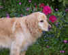 2014-05-22-eos-rhododendron-1.jpg (161328 Byte)