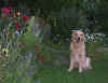 2014-06-09-blumeneos-3.jpg (150517 Byte)
