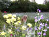 2014-06-09-blumeneos-8.jpg (182279 Byte)
