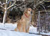 2014-12-26-schneehang-5.jpg (288085 Byte)