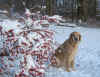 2014-12-26-schneeportrait-3.jpg (321415 Byte)