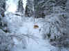 2015-01-04-winterwege-4.jpg (263980 Byte)