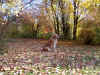 2015-11-01-blaetter.jpg (432756 Byte)