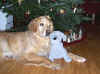 2015-12-24-stoffhund-04.jpg (429844 Byte)