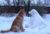 2016-01-07-schneehund-1.jpg (216486 Byte)