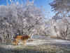 2016-12-08-reifteich-03.jpg (383949 Byte)