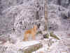 2016-12-23-reifweg-01.jpg (323605 Byte)