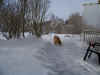 2017-01-16-schneeschnuffeln-2.jpg (313722 Byte)