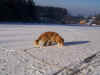 2017-01-22-eiswege-7.jpg (240940 Byte)