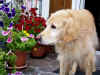 2017-09-04-blumeneos.jpg (259648 Byte)