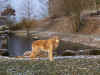 2017-12-02-teich-4.jpg (388650 Byte)
