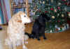 2017-12-31-hundetreff-3.jpg (252978 Byte)