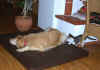 2018-11-13-toby-eos-4.jpg (245621 Byte)