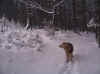 2019-01-10-schneewald-5.jpg (359017 Byte)