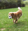 Mein Ball!
