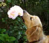 Meine Blumen!