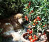 Papas Tomaten schmecken super!