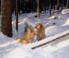 Winterdüfte